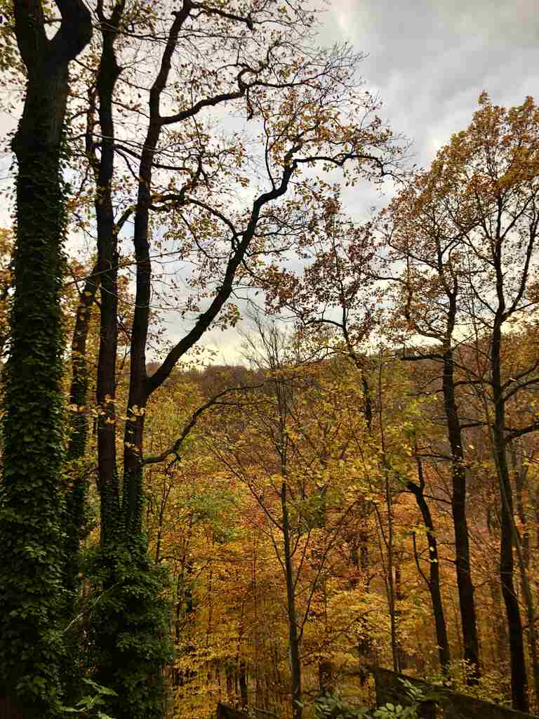 Bosques del castillo de Ksiaz