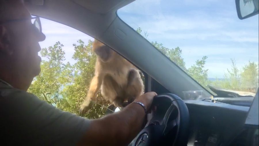 Mono de Gibraltar subido al taxi del tour