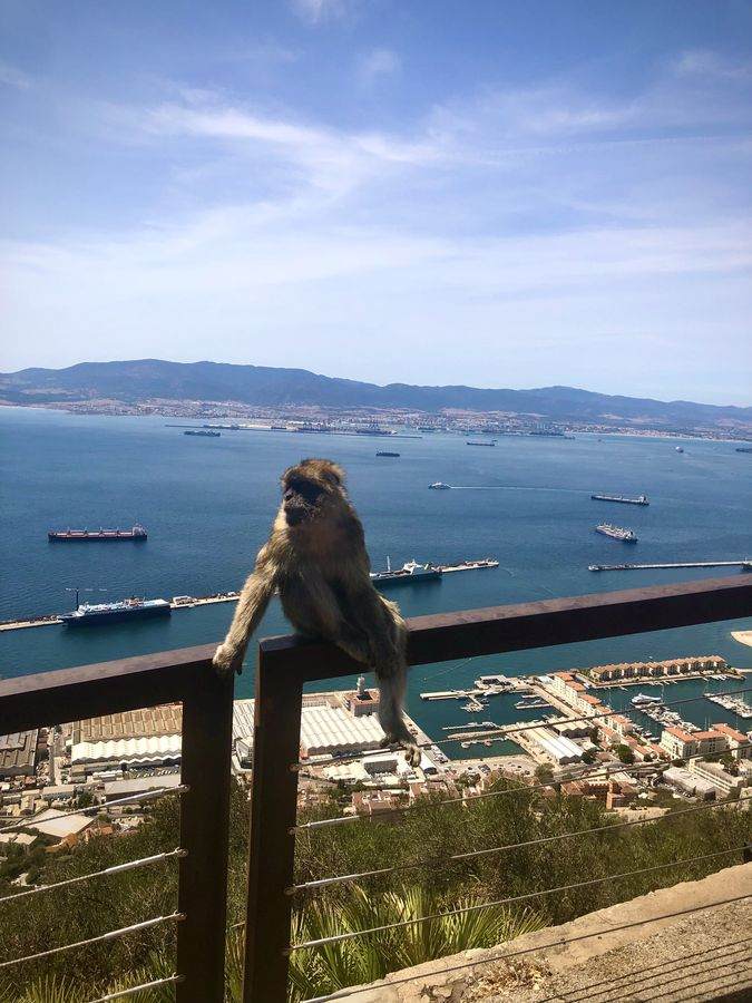 Mono de Gibraltar