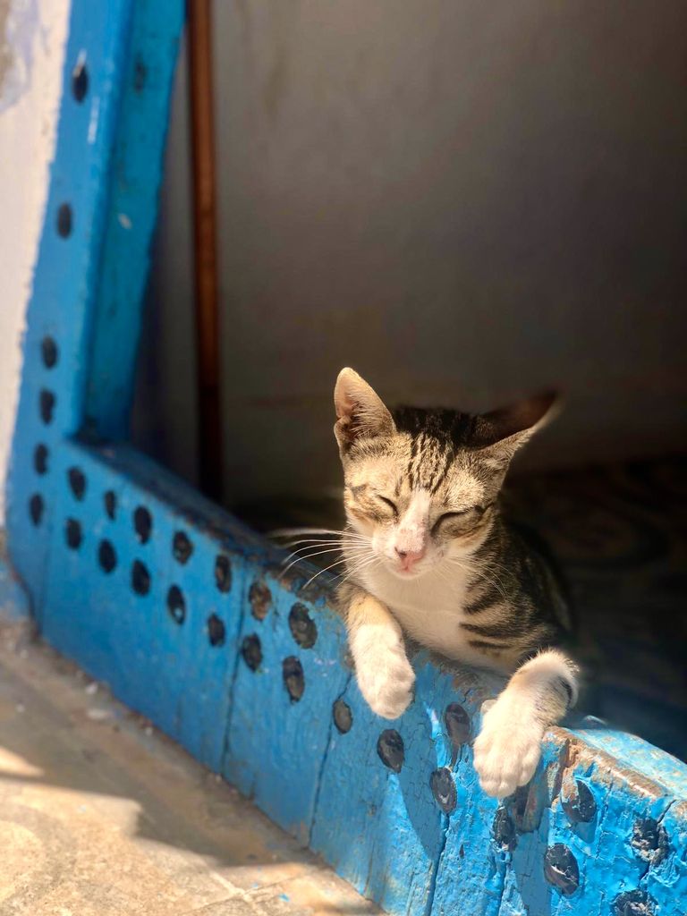 Gato en Chefchaouen