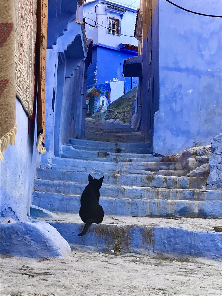Gato en una calle de Chefchaouen