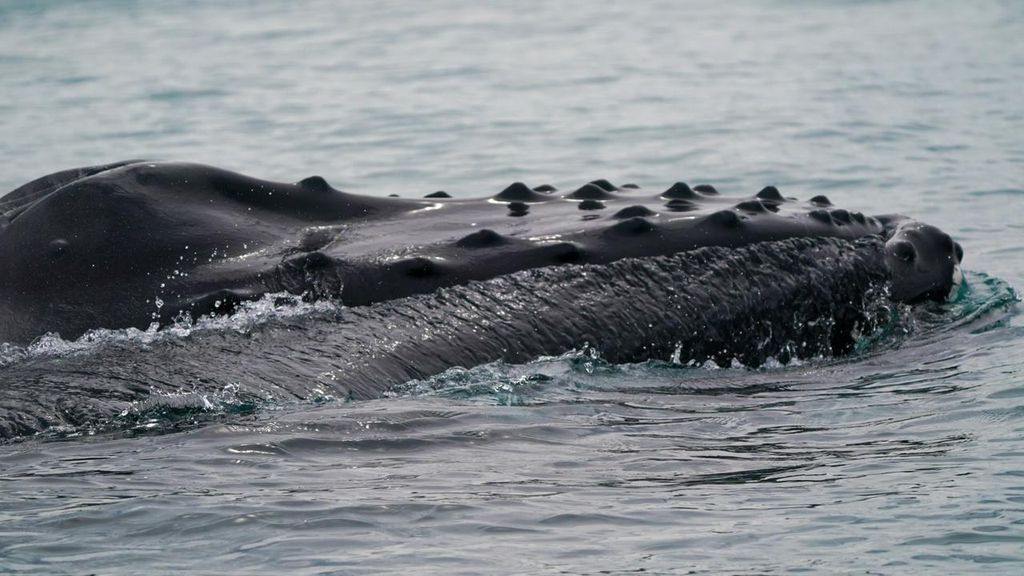 Ballena jorobada en Islandia