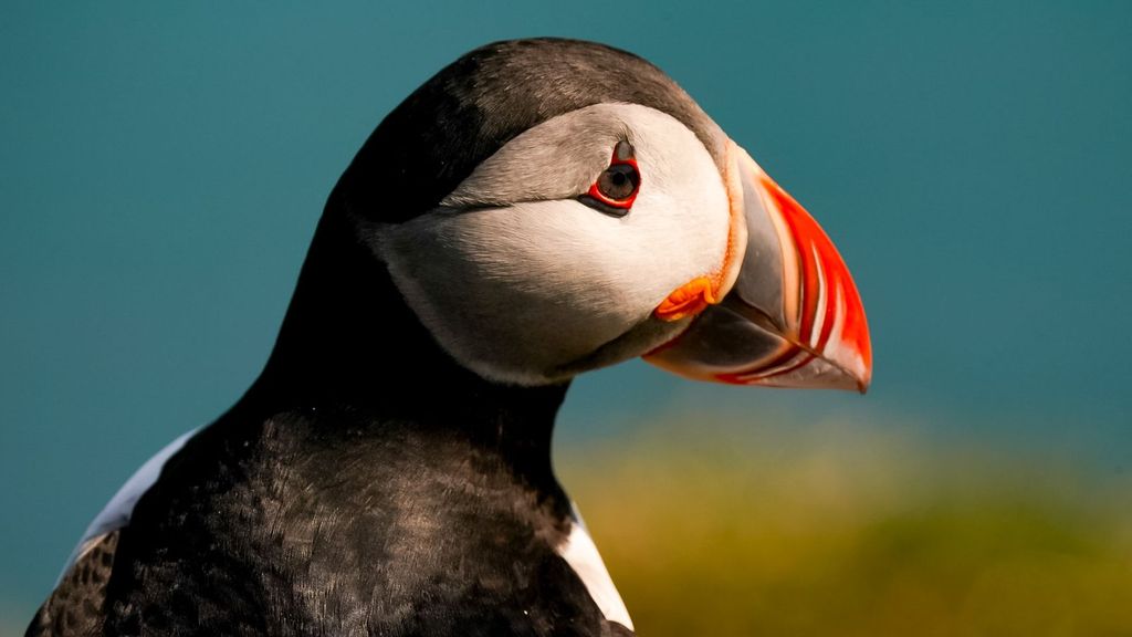 Frailecillo en Islandia