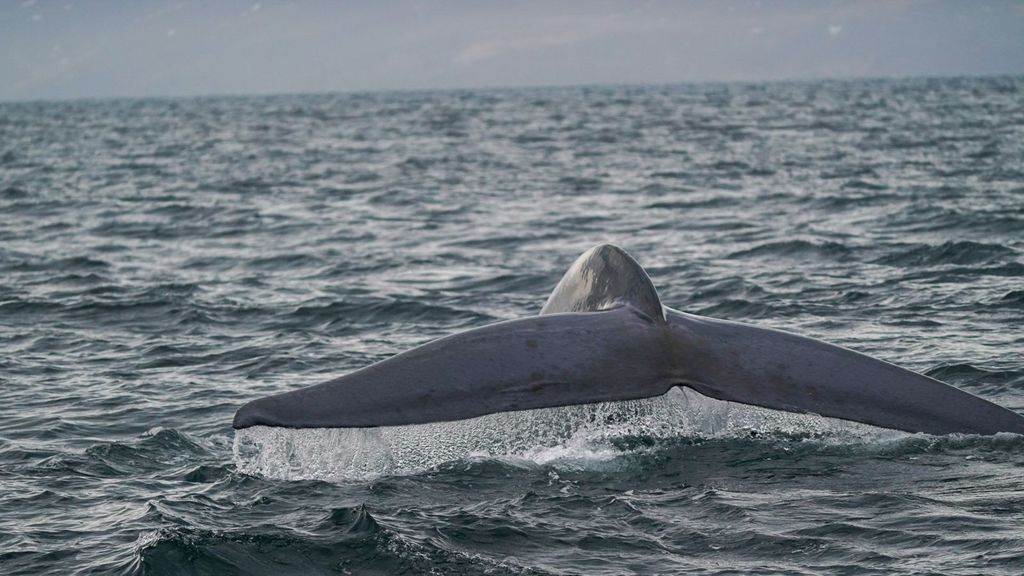 Ballena azul en Islandia