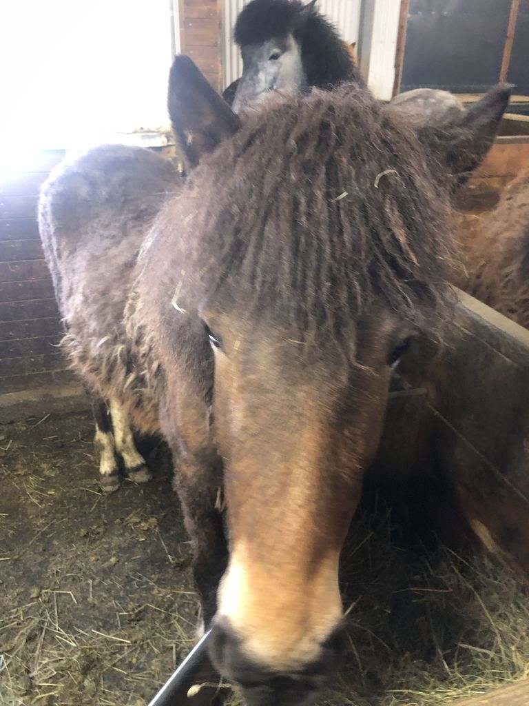 Caballo islandés en Islandia