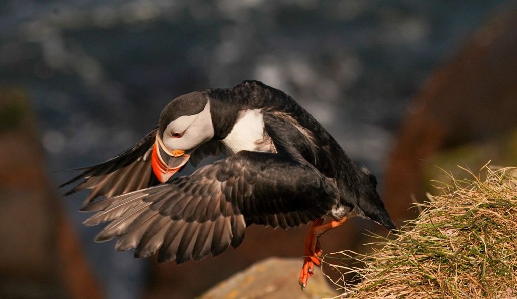 Frailecillo con alas abiertas en Islandia
