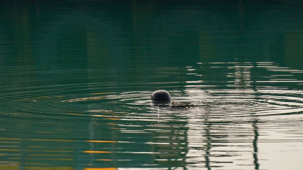 Foca en Islandia