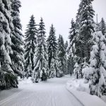 Árboles en Karkonosze