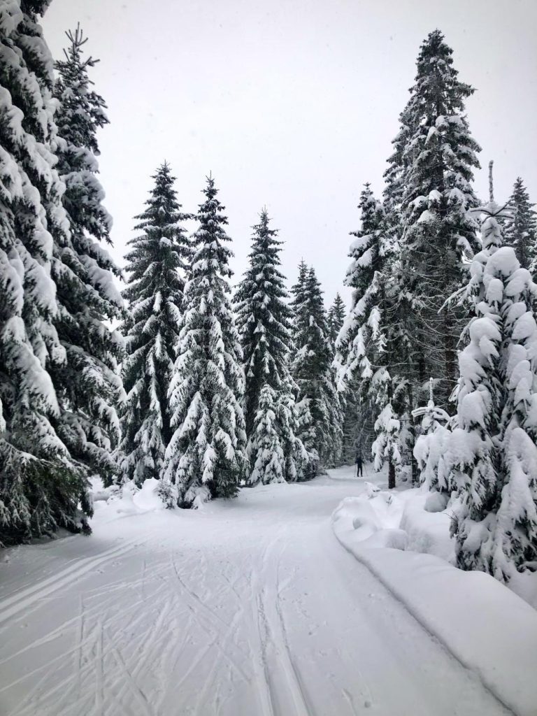 Árboles en Karkonosze