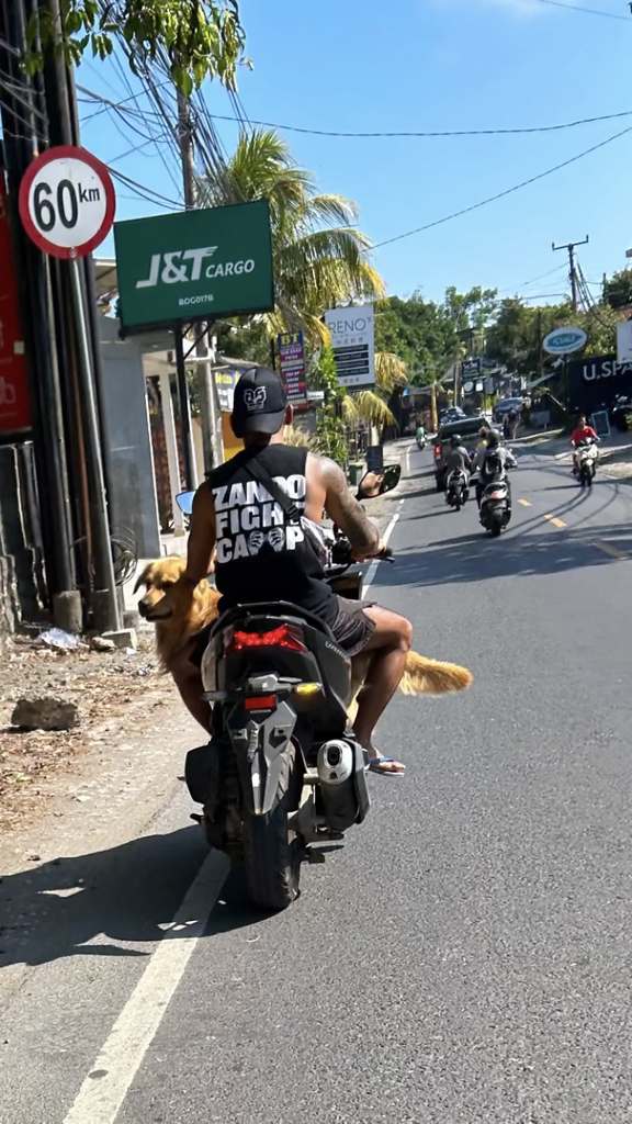 Perro en moto en Bali