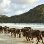 Foto de portada de la Playa de Selong Belanak