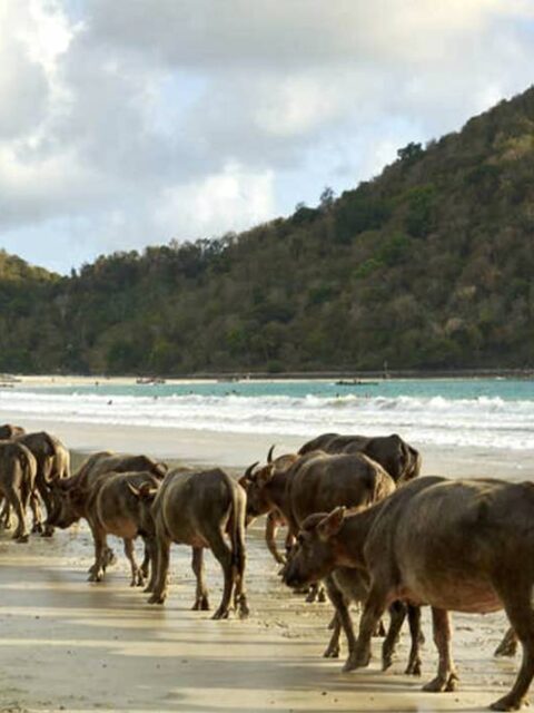 Foto de portada de la Playa de Selong Belanak