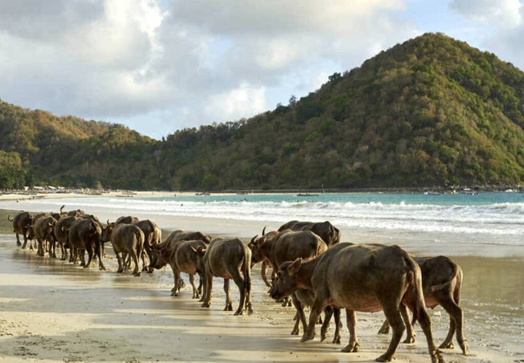 Foto de portada de la Playa de Selong Belanak