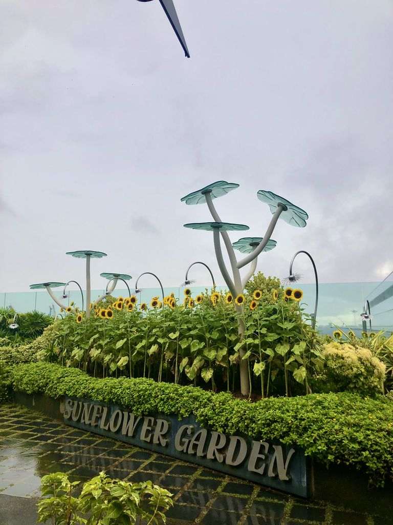Jardín de girasoles en el aeropuerto de Singapur