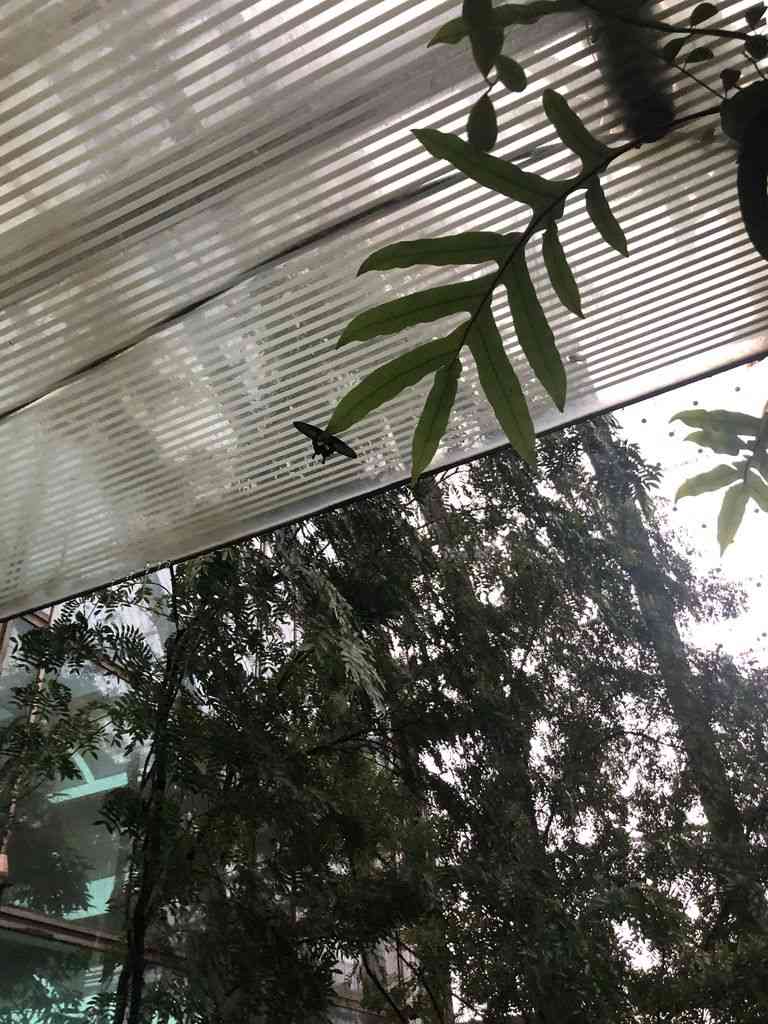 Jardín de mariposas en el aeropuerto de Singapur
