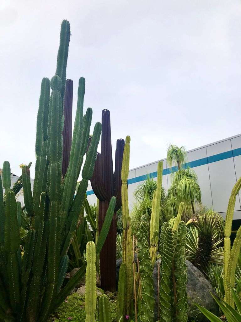 Cactus en el jardín de cactus en el aeropuerto de Singapur