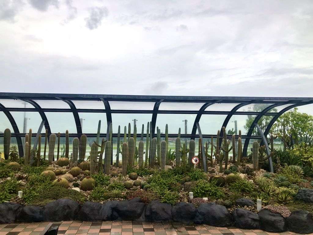 Jardín de cactus en el aeropuerto de Singapur