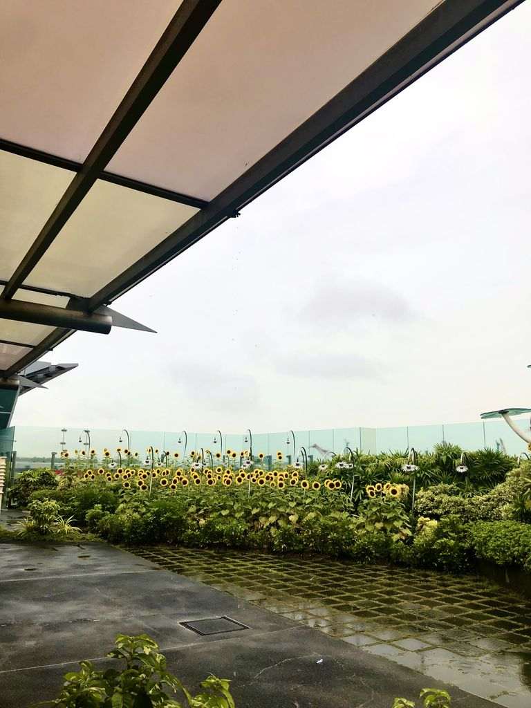 Girasoles en el aeropuerto de Singapur
