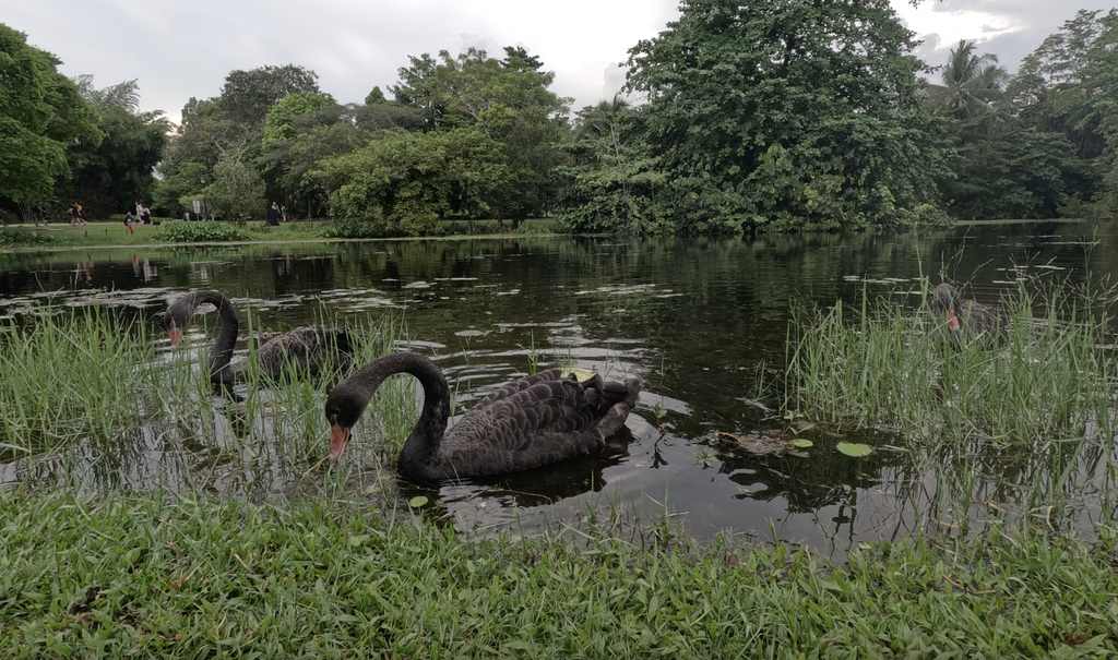 Cines negros en el jardín botánico de Singapur