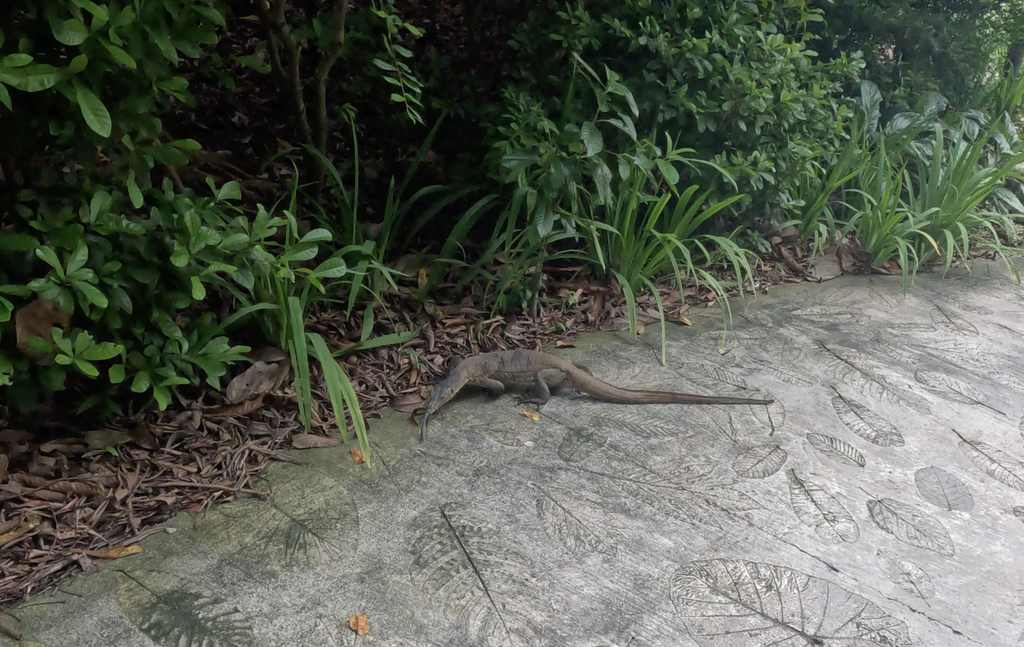 Lagarto en el jardín botánico de Singapur
