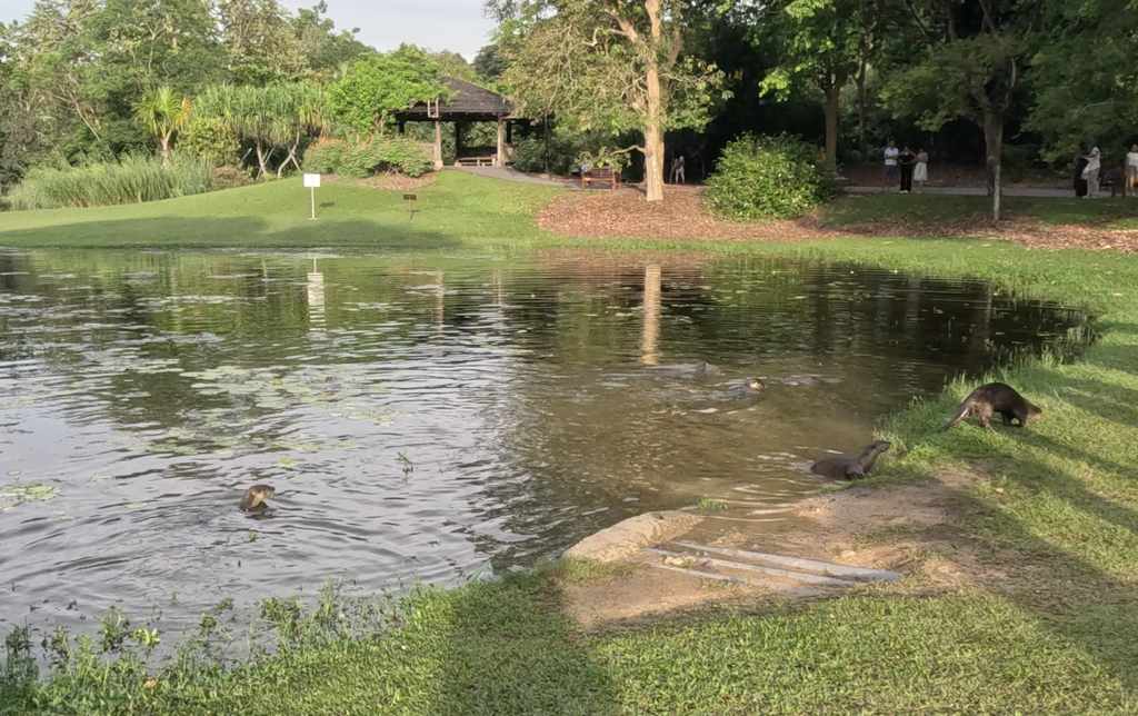 Nutrias en el jardín botánico de Singapur