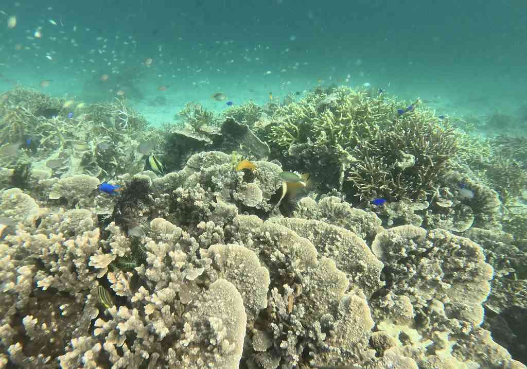 Fondo marino buceando en tour a Komodo