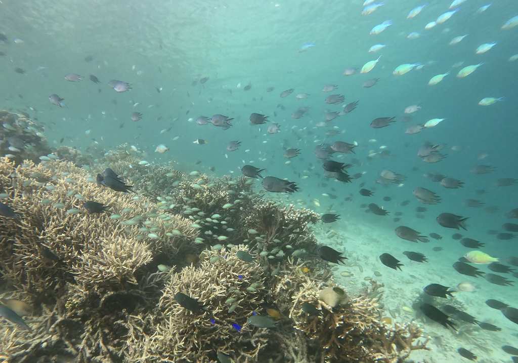 Banco de peces en Komodo