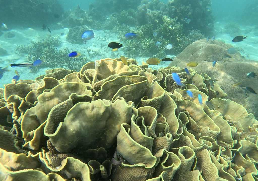 Peces en Komodo