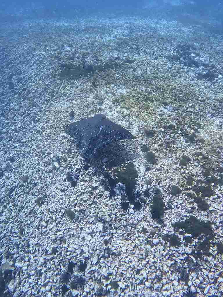 Raya en Komodo