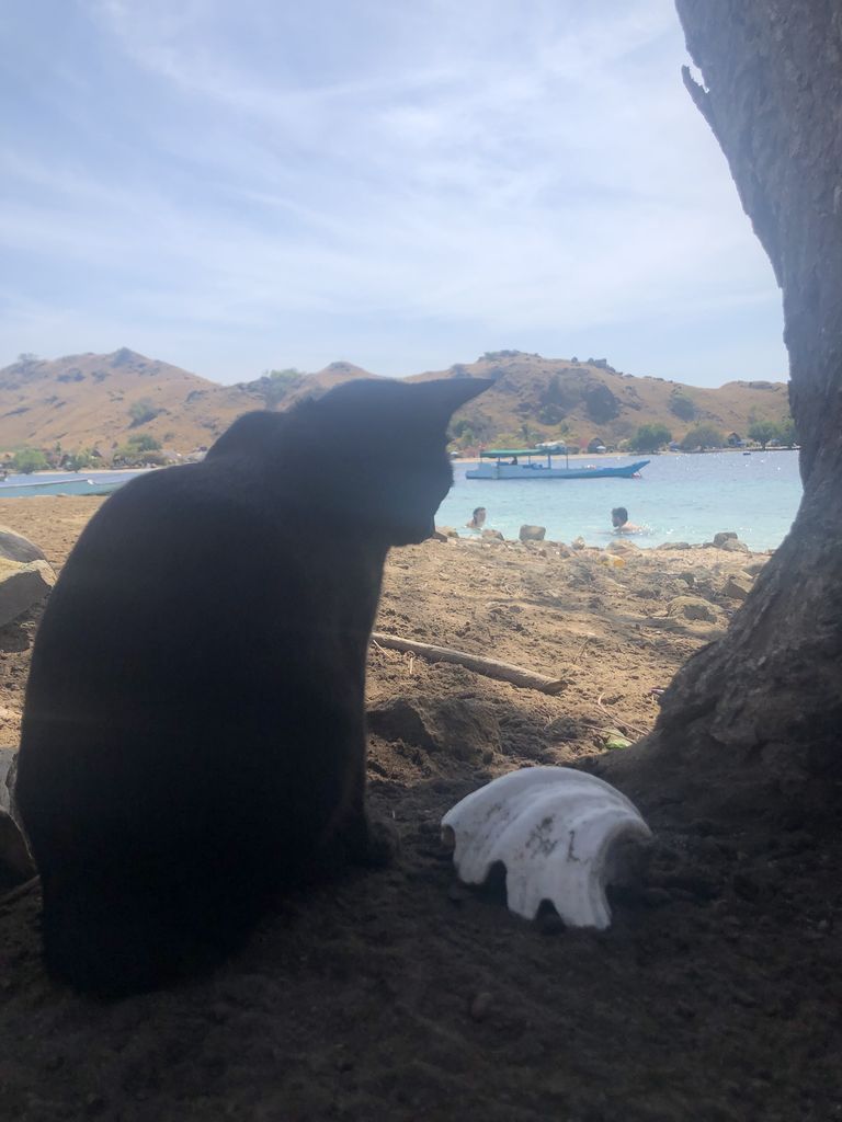 Gato en Kanawa Island