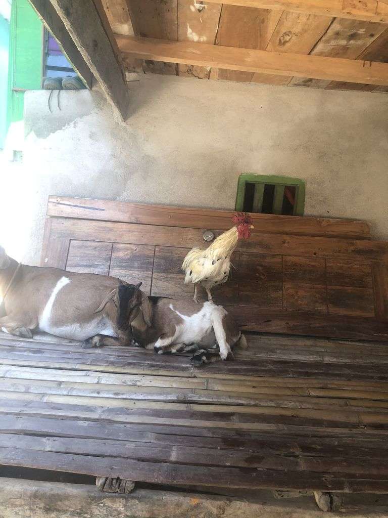 Gallina sobre una cabra en Komodo
