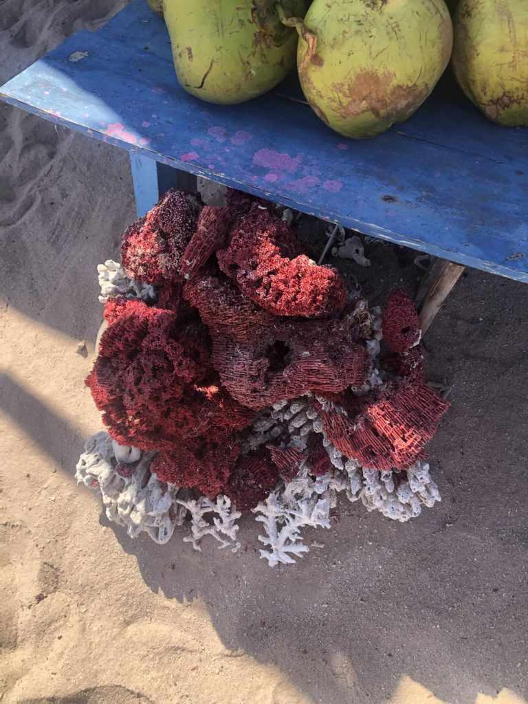 Coral rosa que da color a la Pink Beach en Komodo
