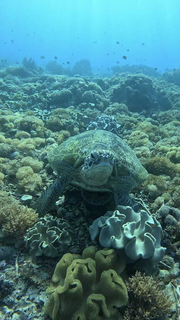 Tortuga en Manta Point en Komodo