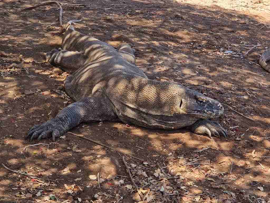 Dragón de Komodo