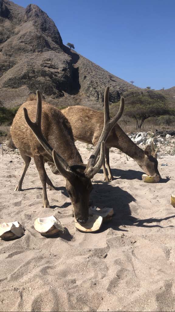 Ciervos en playa de Komodo
