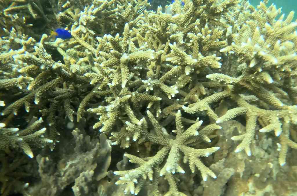 buceando en Komodo