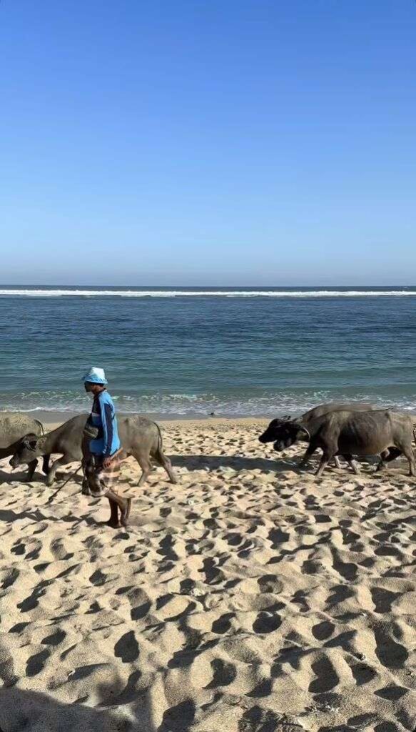 Pastor con sus búfalos en Selong Belanak