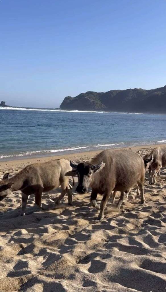 Búfalos de agua paseando en Selong Belanak