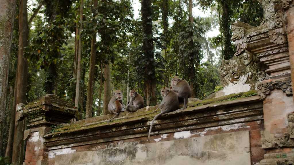Monkey Forest en Ubud