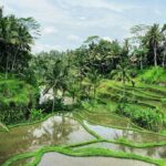 Qué ver en Ubud en 2 días