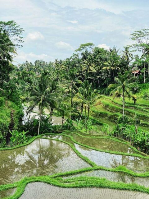 Qué ver en Ubud en 2 días