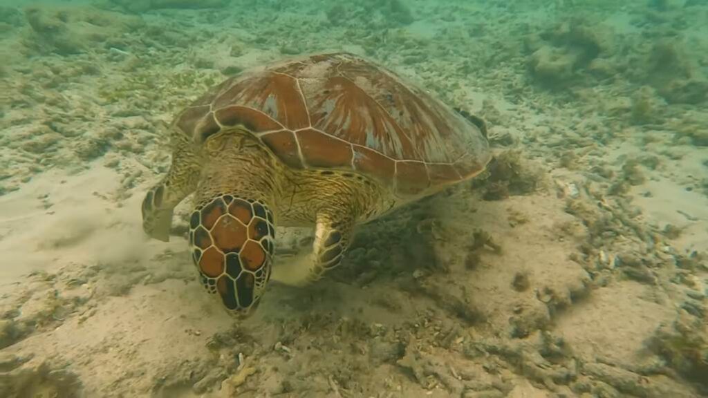 Tortuga en Gili Trawangan